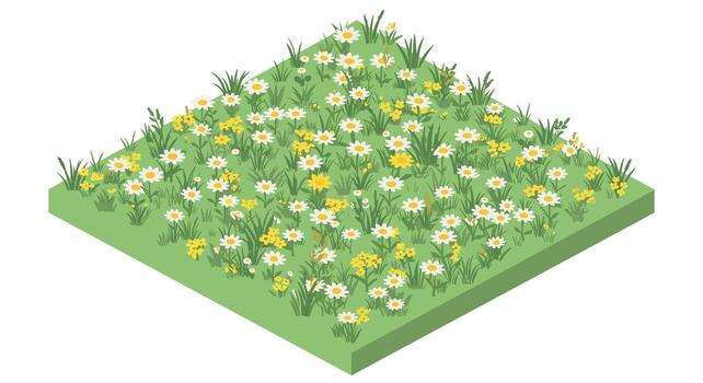 Isometric wildflower meadow with daisies and green grass on square plot vector