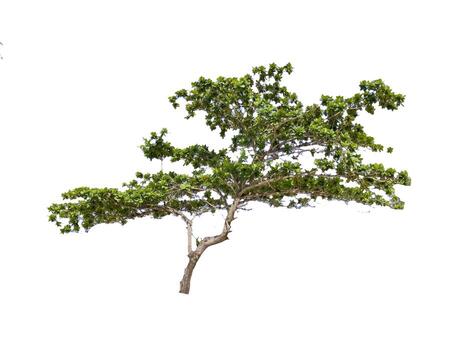 Isolated Green Tree with Spreading Branches on White Background for Nature and Design Projects photo