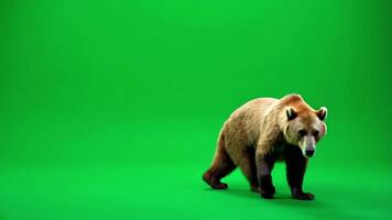alta risoluzione Marrone orso a piedi sequenza su verde schermo per compositing e azione video