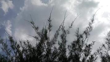 en se av de himmel och några träd med moln i de bakgrund video