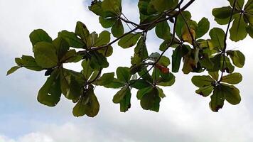 A tree with leaves and a bird flying in the sky video