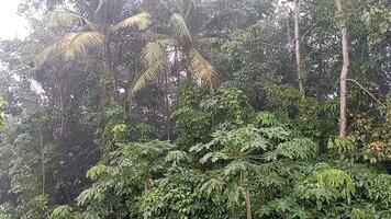 A tropical rainforest with lots of trees and plants video