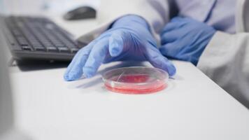 Preto fêmea especialista condutas observação do petri prato amostra dentro pesquisa laboratório. análise do microorganismos e bacteriano crescimento luzes experimental métodos, biotecnologia inovação. Câmera b. video