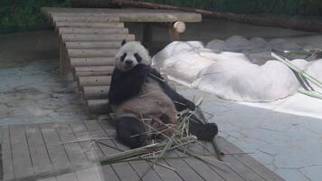 Giant panda relaxing and eating bamboo while lying on its back in a zoo enclosure. The scene feels playful and calm, capturing a candid moment of wildlife in captivity under natural light video