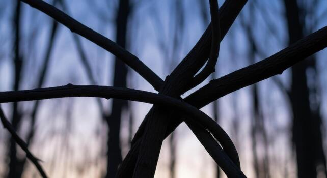 A close up of a tree branch with no leaves photo