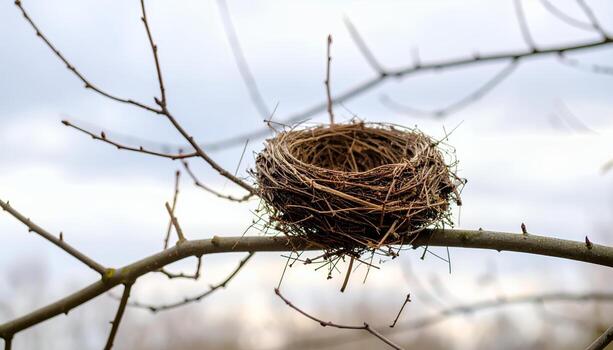A detailed view of a bird's nest made of twigs sitting on a tree branch against a cloudy sky photo