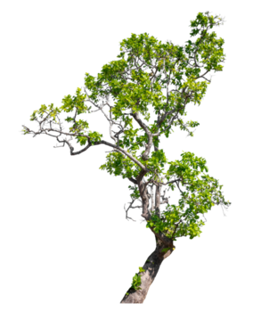 Green tree isolated on transparent background with clipping path. high resolution png