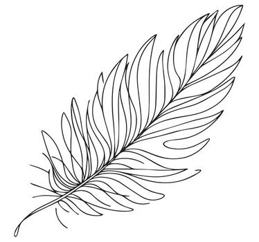Single feather soft curve elegant outline vector