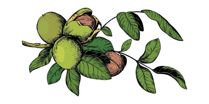 A branch with ripe walnuts. illustration done using color engraving technique. Ingredient for nut butter, oil, and liqueur. Suitable for packaging design. Ink drawing. vector