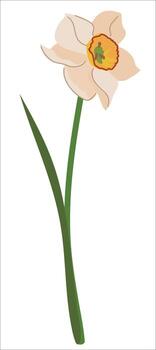 Spring flower isolated and on white background. White daffodil with green leaf in flat style. Narcissus. vector