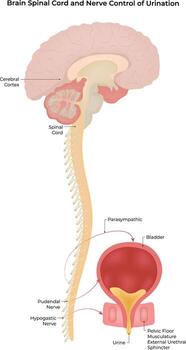 Brain Spinal cord and Nerve Control of Urination Science Design Illustration Diagram vector