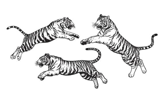 dinámica negro y blanco conjunto de tigres saltando y corriendo en lleno paso, destacando su a rayas Saco modelo. salvaje animales vector