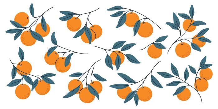 Branches with oranges set, ideal for food packaging, citrus logos, or fresh design elements. vector