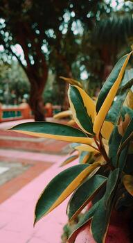 Close-up of vibrant, variegated leaves in a garden setting. photo