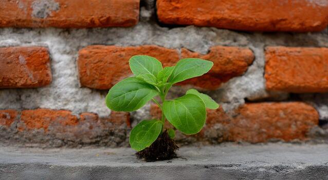 A small, vibrant plant sprouts from a crack in an aged brick wall, showcasing resilience and growth. photo