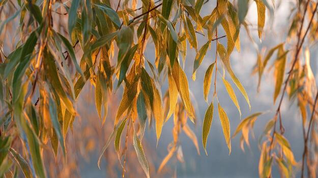 Willow bark at dawn photo