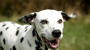 närbild av Lycklig dalmatian löpning genom en grön fält i de dagtid på en måttlig takt video