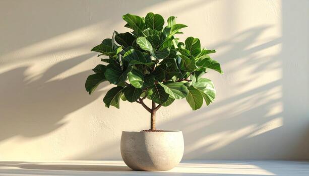 Fiddle Leaf Fig Tree in Pot with Sunlight and Shadows on Wall. photo