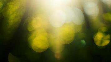 zonlicht door bomen creëert bokeh effect in Woud gedurende dag video