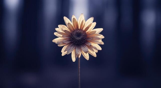 Close up of a single dried wildflower resembling parchment paper on a dark blue background photo