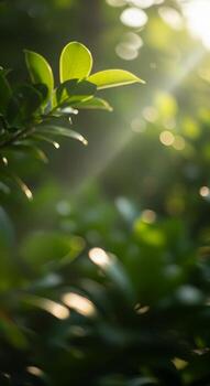 Sunlight filtering through vibrant green leaves, creating beautiful bokeh and god rays, symbolizing photo
