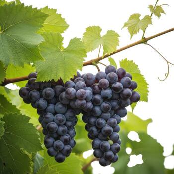 Two bunches of ripe dark grapes hanging from a vine with green leaves isolated on white background photo