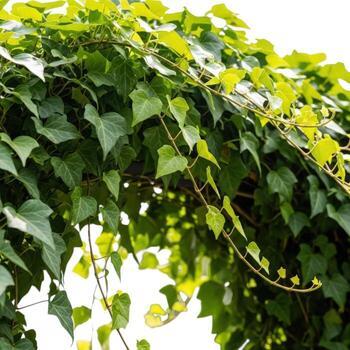 Lush green ivy vines cascading down, creating a natural archway, isolated on white background photo