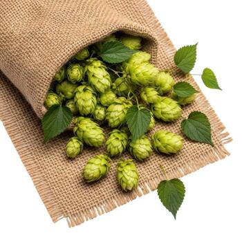 Fresh hops spilling out of a burlap sack isolated on white background, showcasing their vibrant green color photo