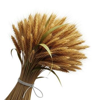 Bundle of wheat stalks tied together with string isolated on white background photo