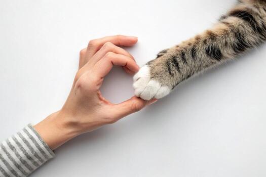 Close Up of Human Hand Touching Tabby Cat Paw on Clean White Background Top View Studio Shot photo