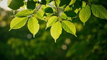 luz solar brilha através verde folhas em uma verão dia dentro a floresta video
