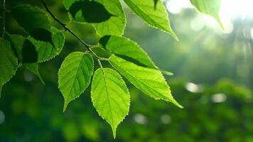 verde folhas balançando dentro luz solar às dia parque video