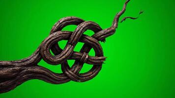 en knotig träd rot den där växer och vändningar in i en komplex celtic Knut mönster på en grön sc video