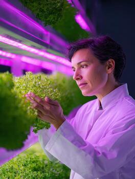 Focused scientist in lab coat inspecting growing lettuce plant in futuristic vertical farm. purple light from new technology reflects curious expression photo