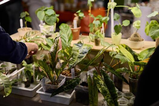Beautiful and Lush Indoor Plants on Display at a Vibrant Plant Market Exhibition photo