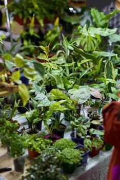 Exploring the vibrant and lush greenery found at a thriving plant market full of life photo
