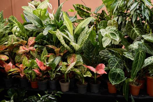 A Vibrant and Stunning Collection of Indoor Plants, Elegantly Displayed in Pots for You photo