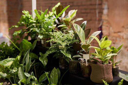 Creating a Vibrant Indoor Plants Display Perfect for Urban Living Spaces and Homes photo