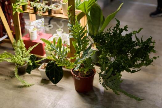 Beautiful Arrangement of Indoor Plants Skillfully Displayed for All to Admire and Enjoy photo