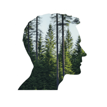 silhouette di uomo profilo è creativamente miscelato con foresta scena, con alto sempreverde alberi sotto chiaro cielo, simboleggiante connessione con natura png