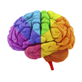 colorato, segmentato cervello illustrazione vetrine diverso regioni nel vivace sfumature, simboleggiante creatività e diverso conoscitivo funzioni. Immagine è visivamente Impressionante e educativo png