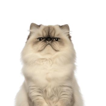 soffice persiano gatto con scontroso espressione seduta contro trasparenza sfondo, in mostra suo lungo pelliccia e distintivo piatto viso. gatto grave comportamento Aggiunge umoristico toccare png