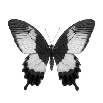 negro y blanco mariposa con detallado ala patrones es desplegado en transparencia fondo, exhibiendo sus elegante simetría y delicado caracteristicas png