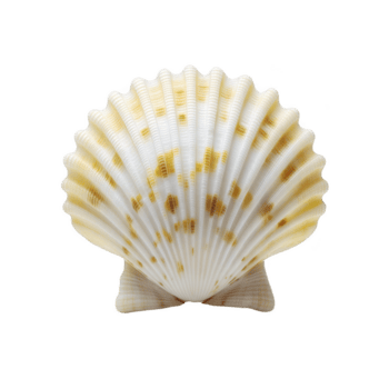 Scallop shell with fan shape and yellow brown spots on transparency background, isolated on white backdrop. shell texture and pattern are clearly visible, evoking sense of coastal beauty png