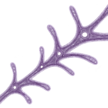 digitalmente creado resumen diseño presentando púrpura derivación modelo transparencia fondo, parecido a orgánico o fractal estructuras intrincado líneas y curvas crear sentido de movimiento png