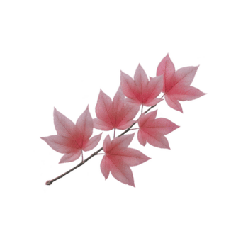 delicato ramo di rosa acero le foglie è visualizzato contro trasparenza sfondo, in mostra loro vivace colore e intricato forma. le foglie siamo disposte nel naturale, a cascata modello png