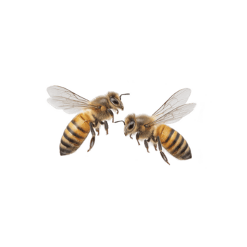 dos abejas frente a cada otro con transparente alas y a rayas cuerpos, aislado en transparencia antecedentes. imagen capturas intrincado detalles de su alas y borroso cuerpos png