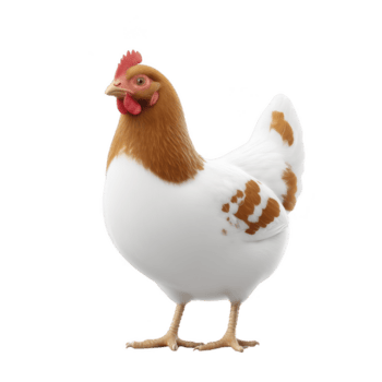 branco e Castanho frango carrinhos em avião fundo, exibindo Está vibrante penas e alerta postura. frango vermelho pente e wattles adicionar pop do cor, criando animado e natural cena png