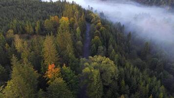 aéreo Visão do floresta estrada curvar através árvores coberto dentro suave manhã névoa, criando calma e atmosférico outono panorama. video