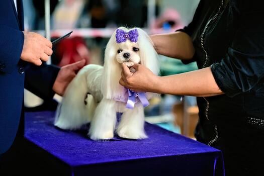 A grooming salon employee demonstrates work using the example of a Maltese lapdog dog photo